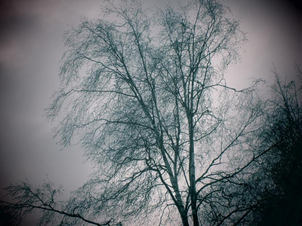 Bleak winter tree.jpg